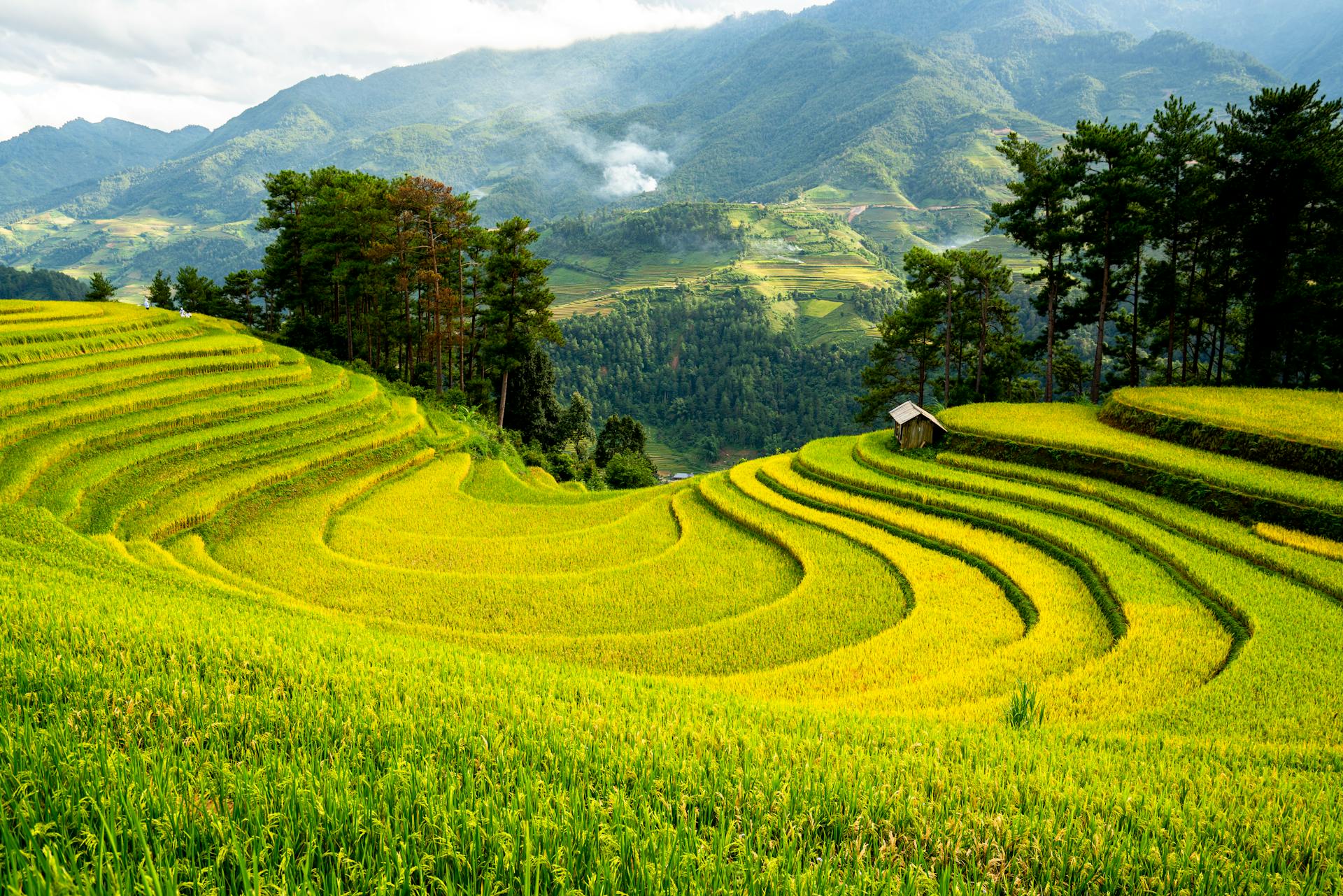 Sapa Golden Terraced Rice-field